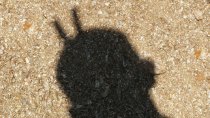 A shadow of a guy's head with two fingers sticking behind.