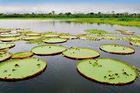 GIANT WATER LILIES_1