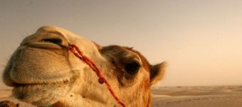 Quotes that make people smile