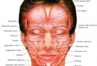 Facial muscles